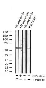 Phospho-DAB1 (Tyr232) Polyclonal Antibody