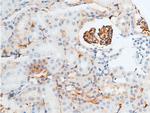 Phospho-Chk2 (Thr387) Antibody in Immunohistochemistry (Paraffin) (IHC (P))
