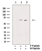 Phospho-Chk2 (Thr387) Antibody in Western Blot (WB)