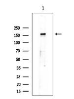 Phospho-EGFR (Ser1071) Antibody in Western Blot (WB)