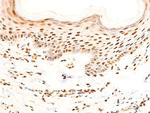 Phospho-c-Jun (Ser243) Antibody in Immunohistochemistry (Paraffin) (IHC (P))