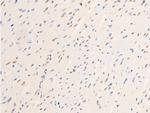Phospho-c-Jun (Thr239) Antibody in Immunohistochemistry (Paraffin) (IHC (P))