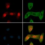 Phospho-c-Jun (Thr93) Polyclonal Antibody