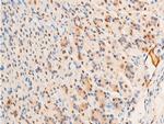 Phospho-c-Jun (Thr93) Antibody in Immunohistochemistry (Paraffin) (IHC (P))