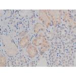 Phospho-Fyn (Tyr531) Antibody in Immunohistochemistry (Paraffin) (IHC (P))