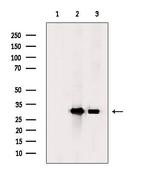 Phospho-CDK1 (Tyr15) Antibody in Western Blot (WB)
