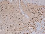 Phospho-Tyrosine Hydroxylase (Ser19) Antibody in Immunohistochemistry (Paraffin) (IHC (P))