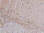 Phospho-Tyrosine Hydroxylase (Ser19) Antibody in Immunohistochemistry (Paraffin) (IHC (P))