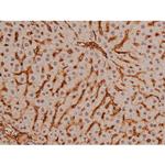 Phospho-SP1 (Thr453) Antibody in Immunohistochemistry (Paraffin) (IHC (P))