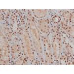 Phospho-SP1 (Thr453) Antibody in Immunohistochemistry (Paraffin) (IHC (P))