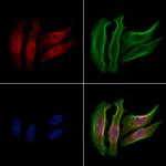 Phospho-HSP90 (Ser255) Polyclonal Antibody