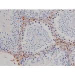Phospho-HSP90 (Ser255) Antibody in Immunohistochemistry (Paraffin) (IHC (P))