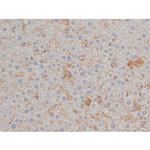 Phospho-HSP90 (Ser255) Antibody in Immunohistochemistry (Paraffin) (IHC (P))