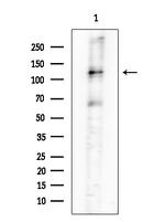 Phospho-CD45 (Ser1009) Antibody in Western Blot (WB)