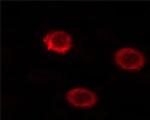 Phospho-CD45 (Ser1009) Antibody in Immunocytochemistry (ICC/IF)