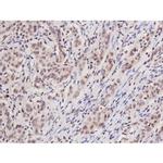 Phospho-Tau (Ser235) Antibody in Immunohistochemistry (Paraffin) (IHC (P))