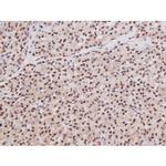 Phospho-Tau (Ser235) Antibody in Immunohistochemistry (Paraffin) (IHC (P))