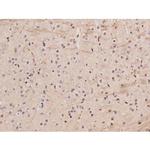 Phospho-Tau (Ser235) Antibody in Immunohistochemistry (Paraffin) (IHC (P))