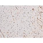 Phospho-Tau (Ser235) Antibody in Immunohistochemistry (Paraffin) (IHC (P))