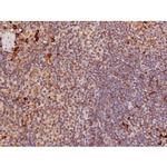 Phospho-Tau (Ser235) Antibody in Immunohistochemistry (Paraffin) (IHC (P))