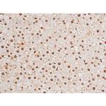 Phospho-Tau (Ser235) Antibody in Immunohistochemistry (Paraffin) (IHC (P))