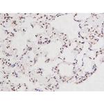 Phospho-Tau (Ser235) Antibody in Immunohistochemistry (Paraffin) (IHC (P))