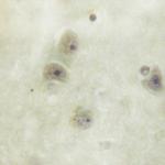 Phospho-SRC (Ser75) Polyclonal Antibody