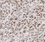 Phospho-Cyclin B1 (Ser147) Polyclonal Antibody