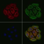 Phospho-Ezrin (Tyr478) Polyclonal Antibody