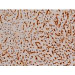 Phospho-Ezrin (Tyr478) Antibody in Immunohistochemistry (Paraffin) (IHC (P))