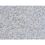 Phospho-ATF2 (Thr69, Thr51) Antibody in Immunohistochemistry (Paraffin) (IHC (P))