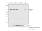 Phospho-CD31 (Tyr713) Antibody in Western Blot (WB)