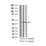 Phospho-JunB (Ser259) Antibody in Western Blot (WB)