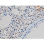 Phospho-Connexin 43 (Ser368) Antibody in Immunohistochemistry (Paraffin) (IHC (P))
