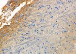 Phospho-Synapsin 1 (Ser9) Polyclonal Antibody