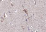 Phospho-IGFBP3 (Ser183) Polyclonal Antibody