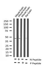 Phospho-PTP1B (Ser50) Antibody in Western Blot (WB)
