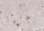 Phospho-GABRB1 (Ser434) Polyclonal Antibody