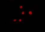 Phospho-Cyclin D1 (Ser90) Antibody in Immunocytochemistry (ICC/IF)