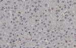 Phospho-CDK2 (Thr160) Antibody in Immunohistochemistry (Paraffin) (IHC (P))