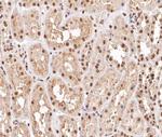 Phospho-MKP1/MKP2 (Ser296, Ser318) Antibody in Immunohistochemistry (Paraffin) (IHC (P))