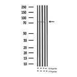 Phospho-Shc (Tyr349) Antibody in Western Blot (WB)