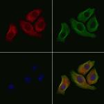 Phospho-nNOS (Ser852) Polyclonal Antibody