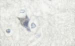 Phospho-nNOS (Ser852) Antibody in Immunohistochemistry (Paraffin) (IHC (P))