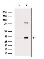 Phospho-MARCKS (Ser158) Antibody in Western Blot (WB)