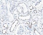 Phospho-Cyclin D3 (Thr283) Polyclonal Antibody