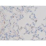 Phospho-CDC25B (Ser323) Antibody in Immunohistochemistry (Paraffin) (IHC (P))