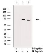 Phospho-Cdc25B (Ser353) Antibody in Western Blot (WB)