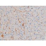 Phospho-AKT1 (Ser124) Antibody in Immunohistochemistry (Paraffin) (IHC (P))