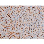 Phospho-AKT1 (Ser124) Antibody in Immunohistochemistry (Paraffin) (IHC (P))